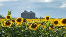 Girasol