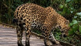Filmaron por primera vez a un yaguareté nacido en libertad en los Esteros del Iberá