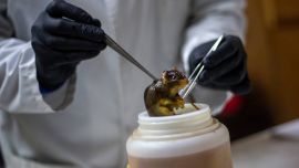 Detectaron un segundo caso de hantavirus en pasajeros españoles del crucero MV Hondius en cuarentena en Madrid