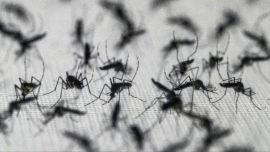 Polémica en EE.UU. por un plan para liberar 64 millones de mosquitos con bacterias