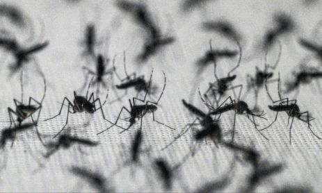 Dengue