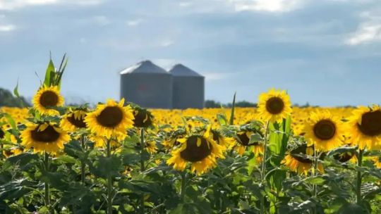 Pico de producción en la cadena de girasol: “Alcanzamos el récord de este siglo con 6.600.000 toneladas de producción”