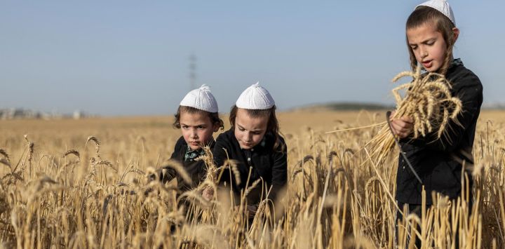 Niños judíos ultraortodoxos cosechan trigo que se utilizará para la matzá tradicional de la Pascua del próximo año, un pan sin levadura hecho de harina y agua que debe hornearse antes de que la masa haya fermentado, en Beit Horon, un asentamiento comunitario israelí en la Cisjordania palestina ocupada por Israel.