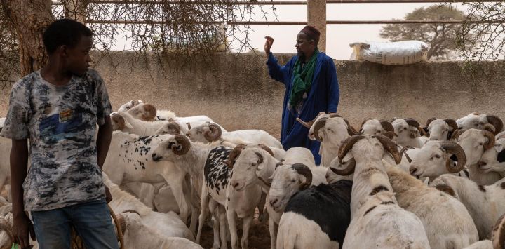 Samba Code Deme, originario de Nioro du Sahel en Mali, es un ganadero de ovejas y también representa a los agricultores malienses. En la imagen, señala el mercado de ganado de Sewekhaye, en la comuna de Ngoundiane, región de Thies. Vive en Senegal desde hace más de 20 años y actualmente posee alrededor de 160 ovejas.