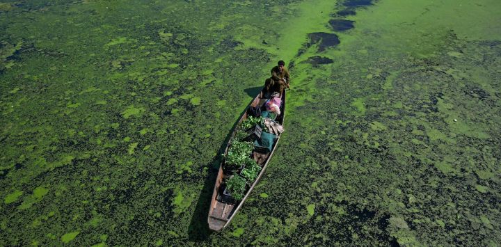 Un hombre rema en su bote transportando verduras a través de la zona contaminada del emblemático lago Dal en Srinagar, India.