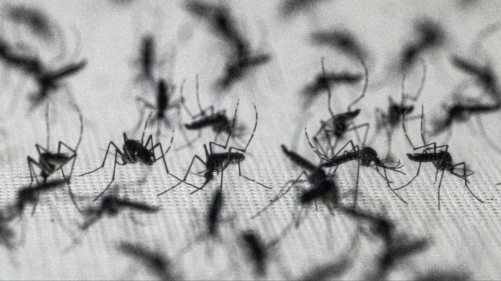Dengue