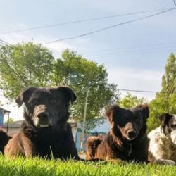 Habrá castraciones masivas, vacunación antirrábica gratuita, atención veterinaria primaria, charlas abiertas y un desfile de mascotas. 
