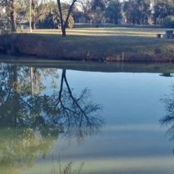 Mientras esperan los resultados oficiales del laboratorio, desde el municipio recomendaron no pescar ni consumir ejemplares extraídos de la laguna, además de evitar el uso del agua del lugar hasta contar con información certera sobre lo ocurrido.