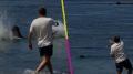 Turista atacó a una foca en Hawai. 