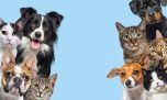 ¿De qué se trata y cuándo y se llevará a cabo el Guanimal Day?