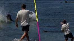 Turista atacó a una foca en Hawai. 