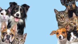 ¿De qué se trata y cuándo y se llevará a cabo el Guanimal Day?