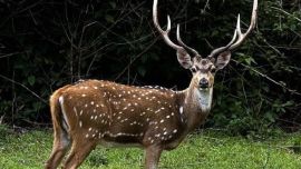 Corrientes: avanza un plan para faenar especies exóticas y combatir la "invasión" de ciervos y jabalíes