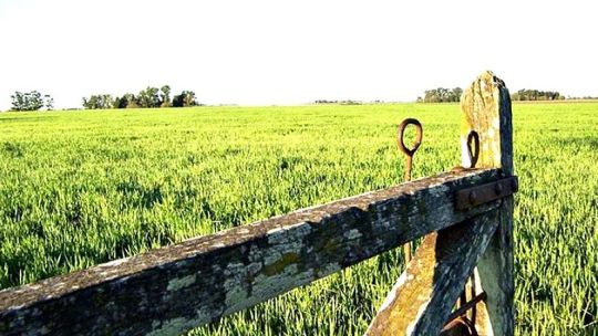 Salió el primer mapa de campos para alquilar en Córdoba: desde los más caros hasta los de mejor rinde