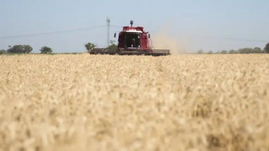 Expectativa en la industria triguera por la eliminación de las retenciones: “Quitarla no sería un costo fiscal significativo para el Estado”