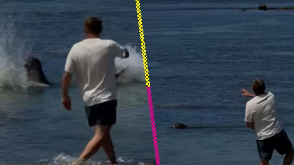 Turista atacó a una foca en Hawai. 