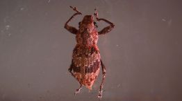Mecanismo bacteriano que activa la reproducción asexual de plagas agrícolas
