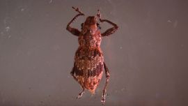 Científicas del CONICET descubrieron el mecanismo bacteriano que activa la reproducción de gorgojos que son plagas agrícolas