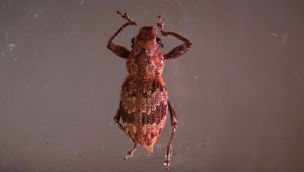 Mecanismo bacteriano que activa la reproducción asexual de plagas agrícolas