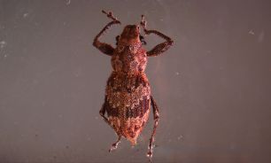 Mecanismo bacteriano que activa la reproducción asexual de plagas agrícolas