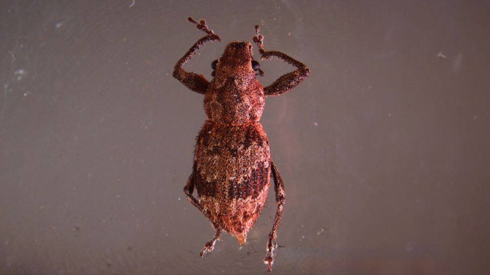 Mecanismo bacteriano que activa la reproducción asexual de plagas agrícolas