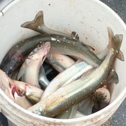 Tres lagunas que, tras un bajón en los rindes, van recuperándose y se posicionan como opciones para el pescador.