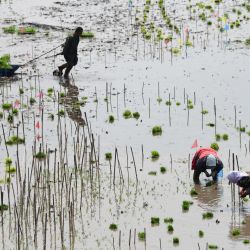 Imagen de agricultores trasplantando plántulas de arroz en una base de plantación, en la ciudad de Suihua, en la provincia de Heilongjiang, en el noreste de China. Recientemente, la provincia de Heilongjiang ha entrado en la "temporada dorada" del trasplante de arroz. | Foto:Xinhua/Liu Huapeng