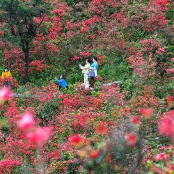 Turistas observan flores de azalea en un parque forestal nacional, en la ciudad de Yongzhou, en la provincia de Hunan, en el centro de China. | Foto:Xinhua/Zhou Xiuyuchun