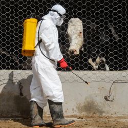 Un trabajador vinculado al Ministerio de Agricultura, Riego y Ganadería de Afganistán y a la Organización Mundial de la Salud (OMS) rocía desinfectante para prevenir la fiebre hemorrágica de Crimea-Congo, también conocida como fiebre del Congo, en un establo de la aldea de Zor, en Kandahar. | Foto:Sanaullah Seiam / AFP
