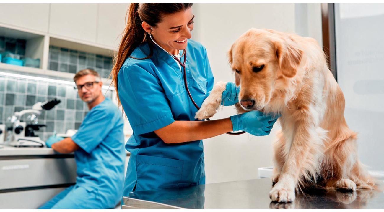 Mascotas Mimadas: Cuando el amor por tu mejor amigo se transforma en excelencia, la revolución silenciosa del bienestar animal