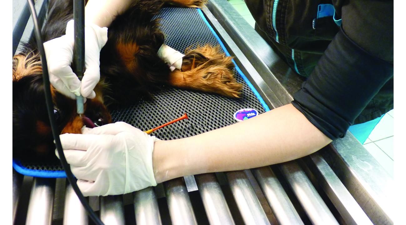 Mascotas Mimadas: Cuando el amor por tu mejor amigo se transforma en excelencia, la revolución silenciosa del bienestar animal