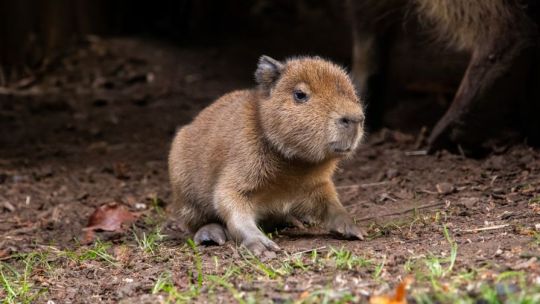 Furor por “Babybara”, el carpincho que nació en Escocia después de casi dos décadas