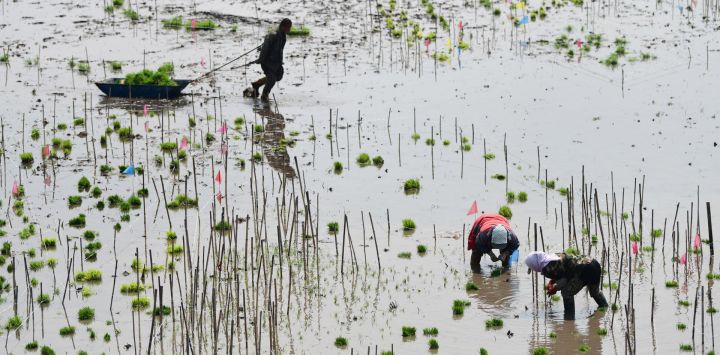Imagen de agricultores trasplantando plántulas de arroz en una base de plantación, en la ciudad de Suihua, en la provincia de Heilongjiang, en el noreste de China. Recientemente, la provincia de Heilongjiang ha entrado en la "temporada dorada" del trasplante de arroz.