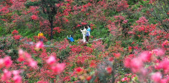 Turistas observan flores de azalea en un parque forestal nacional, en la ciudad de Yongzhou, en la provincia de Hunan, en el centro de China.