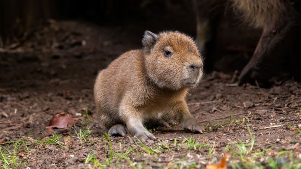 Babybara
