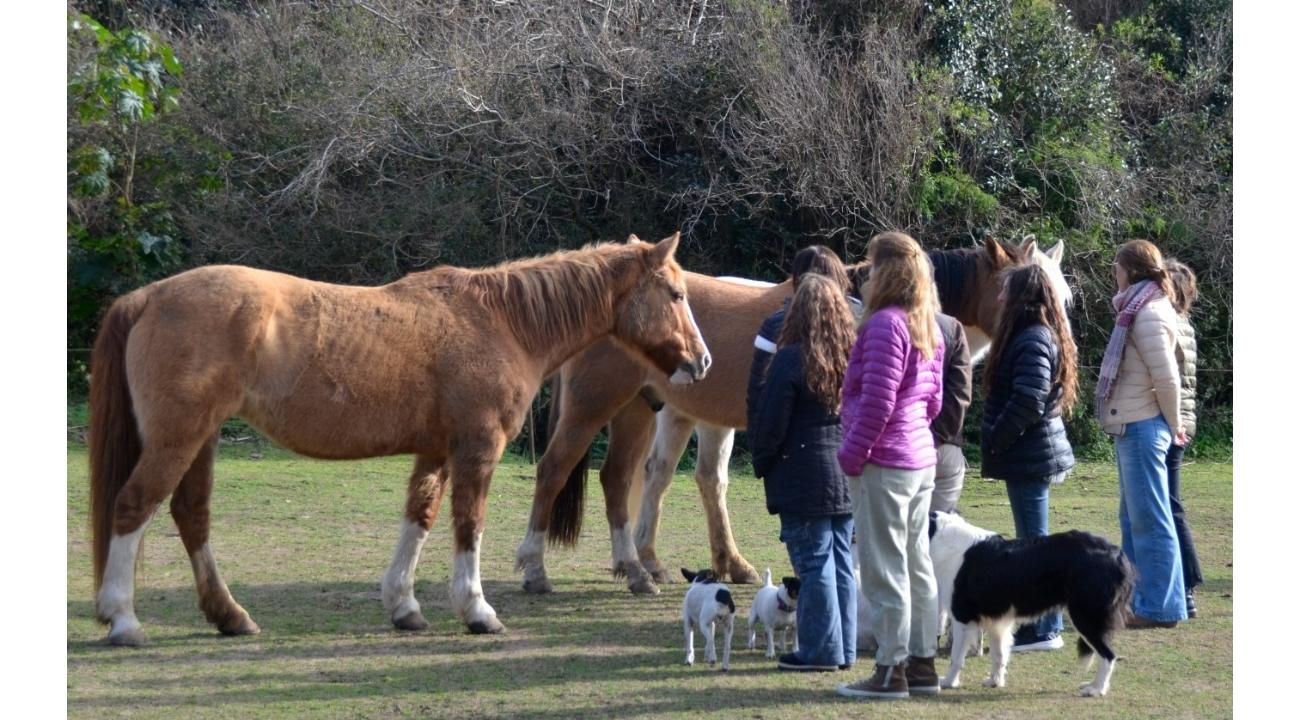Cómo la manera de expresar nuestro afecto puede alejar al caballo