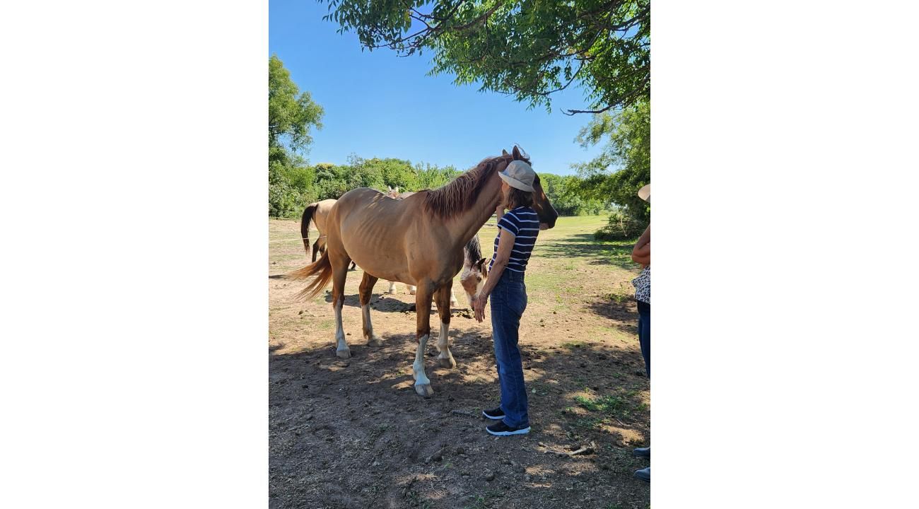 Cómo la manera de expresar nuestro afecto puede alejar al caballo