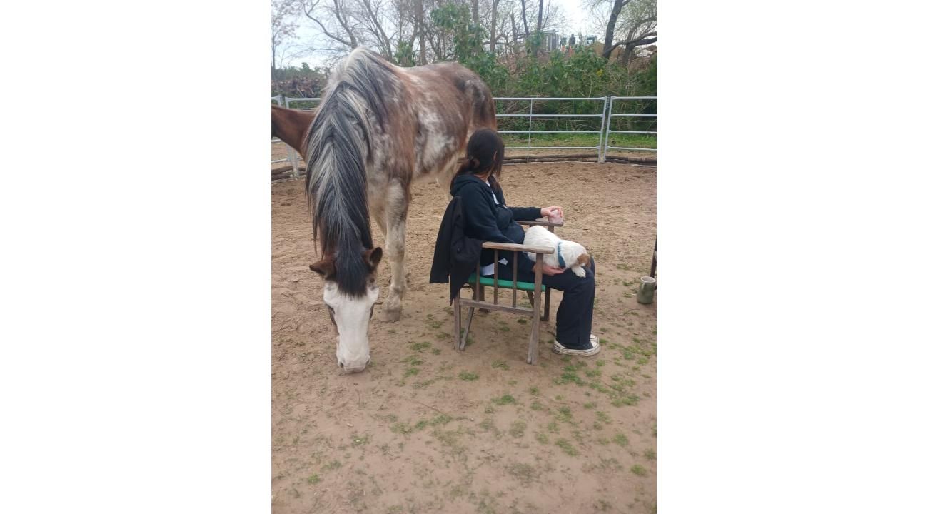 Cómo la manera de expresar nuestro afecto puede alejar al caballo