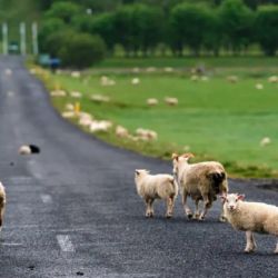  La iniciativa busca reducir los atropellamientos y mejorar la seguridad vial.