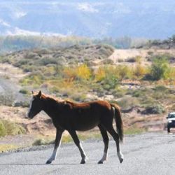  El objetivo primordial es implementar un relevamiento sistemático y georreferenciado sobre la mortandad de animales en accidentes viales.
