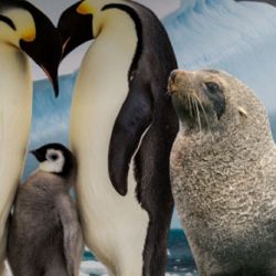 Especies como el lobo marino y los pingüinos ya se encuentran entre las aves más amenazadas del planeta