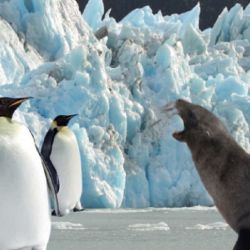 El pingüino emperador es una especie centinela que nos informa sobre nuestro mundo cambiante.