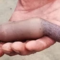 Los especialistas fueron claros: no es recomendable consumir los ejemplares encontrados en las playas patagónicas luego del temporal.