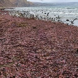 Los especialistas fueron claros: no es recomendable consumir los ejemplares encontrados en las playas patagónicas luego del temporal.