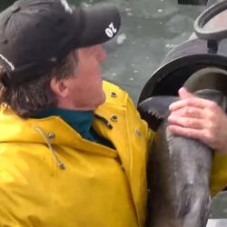 La innovación pertenece a la empresa Whooshh Innovations, creadora del popularmente llamado “cañón de salmones”, un dispositivo diseñado para mejorar la supervivencia de especies migratorias afectadas por la infraestructura humana en los ríos.