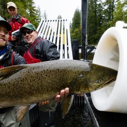 La innovación pertenece a la empresa Whooshh Innovations, creadora del popularmente llamado “cañón de salmones”, un dispositivo diseñado para mejorar la supervivencia de especies migratorias afectadas por la infraestructura humana en los ríos.