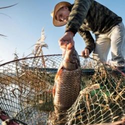 La especie fue introducida originalmente en distintos países con fines productivos. Se utilizaron para acuicultura, control biológico de algas y también para actividades recreativas vinculadas a la pesca deportiva.