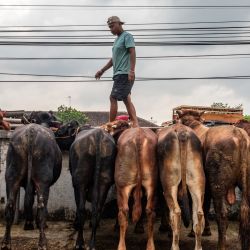 Un vendedor vigila su ganado en un mercado ganadero antes del Eid al-Adha, la festividad musulmana que conmemora la disposición del profeta Abraham a sacrificar a su hijo en obediencia a Dios, en Ambarawa, Java Central, Indonesia. | Foto:DEVI RAHMAN / AFP