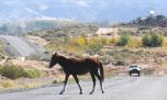 ¿Cómo es el plan para reducir el atropellamiento de animales autóctonos en las rutas entrerrianas? 