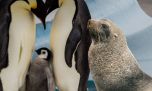 El pingüino emperador y el lobo marino ingresaron a la lista de especies en peligro de extinción